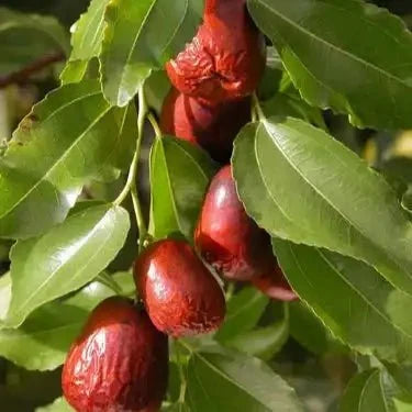 Jujube Liquid Extract (Water Soluble) - Ziziphus jujuba | Ber Ras - Bulk Supplier India