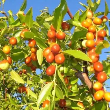 Jujube Extract Powder - Ziziphus Jujuba | Ber Powder - Bulk Supplier India