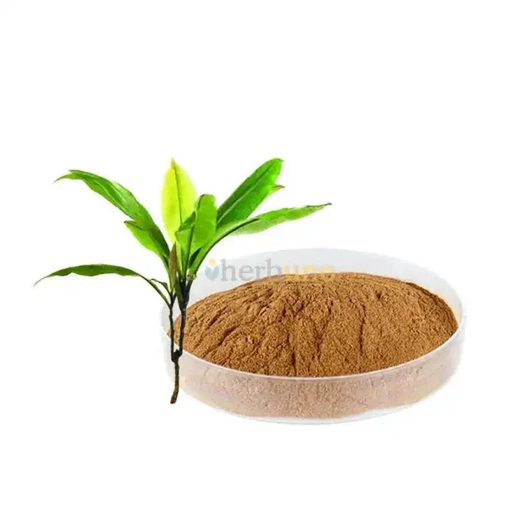 Kacip fatimah Liquid Extract (Water Soluble) - Labisia pumila - Bulk Supplier India