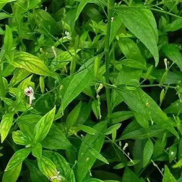 Kalmegh Liquid Extract (Water Soluble) - Andrographis Paniculata  - Bulk Supplier India  - shop_name