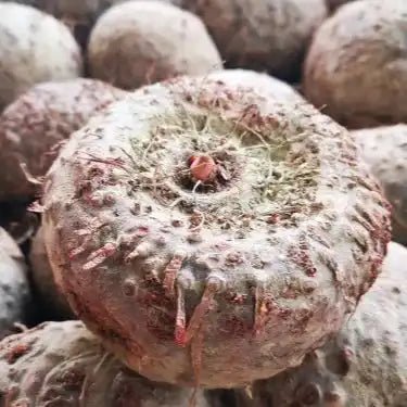 Konjac (Glucomannan) 95% Powder - Amorphophallus konjac | Elephant Yam - Bulk Supplier India
