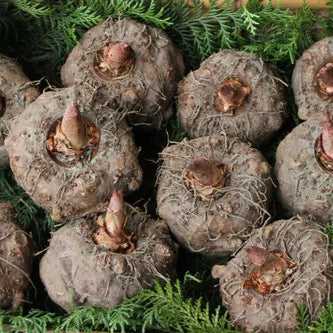Konjac Flour Extract Powder | Elephant Yam - Bulk Supplier India