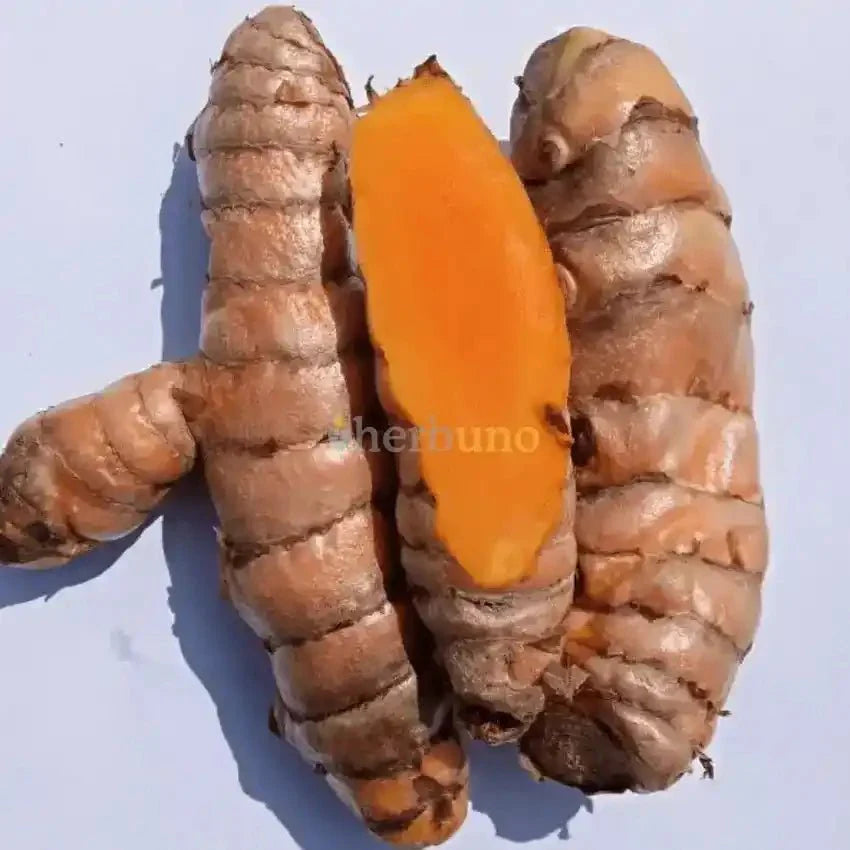 Lakadong Turmeric Powder - High Curcumin Content  - Bulk Supplier India  - shop_name