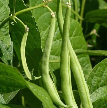 Lobia Extract Powder - Phaseolus vulgaris - Bulk Supplier India