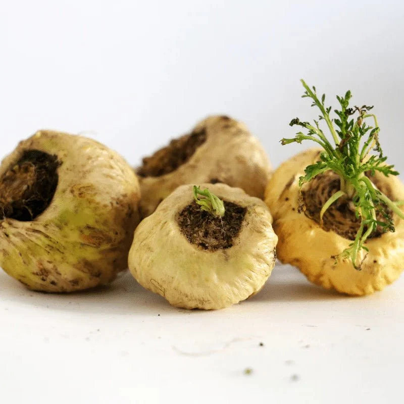 Maca Root Extract Powder - Bulk Supplier India