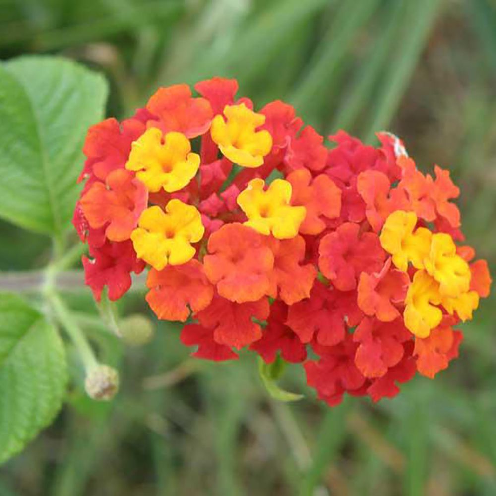 Magnesium (4%) — from Lantana camara - Bulk Supplier India