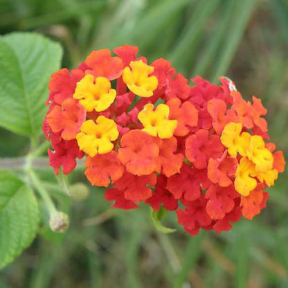 Magnesium (4%) — from Lantana camara - Bulk Supplier India