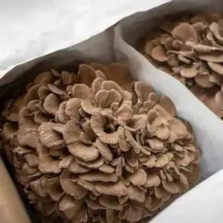 Maitake Mushroom Extract - Grifola frondosa - Bulk Supplier India