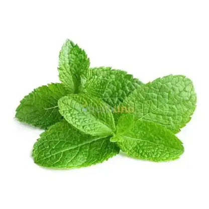 Melissa officinalis (Lemon Balm) Extract Powder - Bulk Supplier India