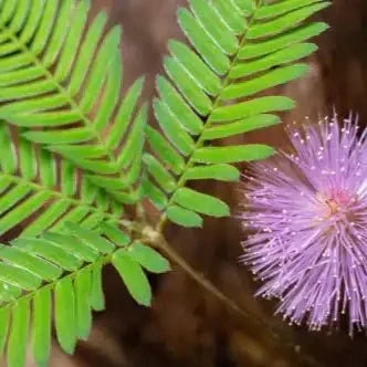 Lajwanti Liquid Extract (Water Soluble) - Mimosa pudica - Bulk Supplier India
