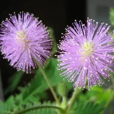 Mimosa Pudica Extract Powder - Bulk Supplier India