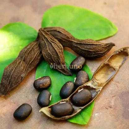 Mucuna Pruriens (Velvet Bean) Extract Powder  - Bulk Supplier India  - shop_name