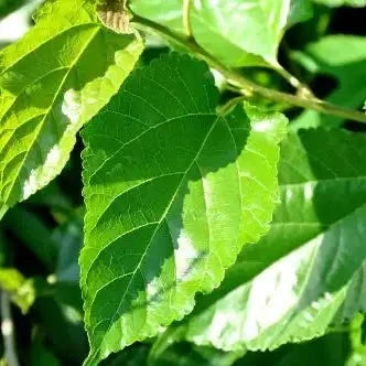 Mulberry Leaf Liquid Extract (Water Soluble) - Morus spp. | Shahtoot Patta Ras - Bulk Supplier India