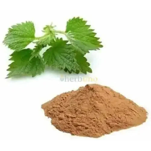 Nettle Root Extract Powder | Bichu Buti - Bulk Supplier India