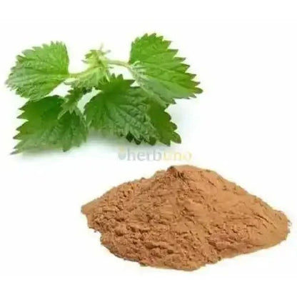 Nettle Root Extract Powder | Bichu Buti - Bulk Supplier India