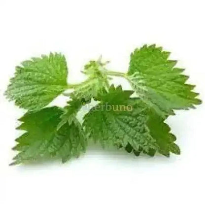 Nettle Leaf Liquid Extract (Water Soluble) - Urtica dioica | Bichu Buti - Bulk Supplier India
