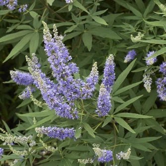 Nirgundi Leaf Water Soluble Extract - Vitex Negundo - Bulk Supplier India
