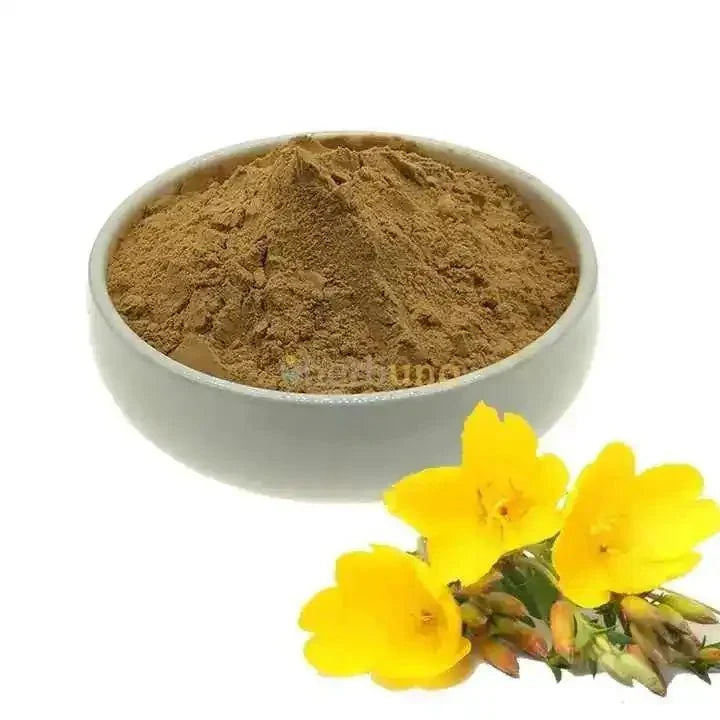 Evening Primrose Liquid Extract (Water Soluble) - Oenothera biennis - Bulk Supplier India
