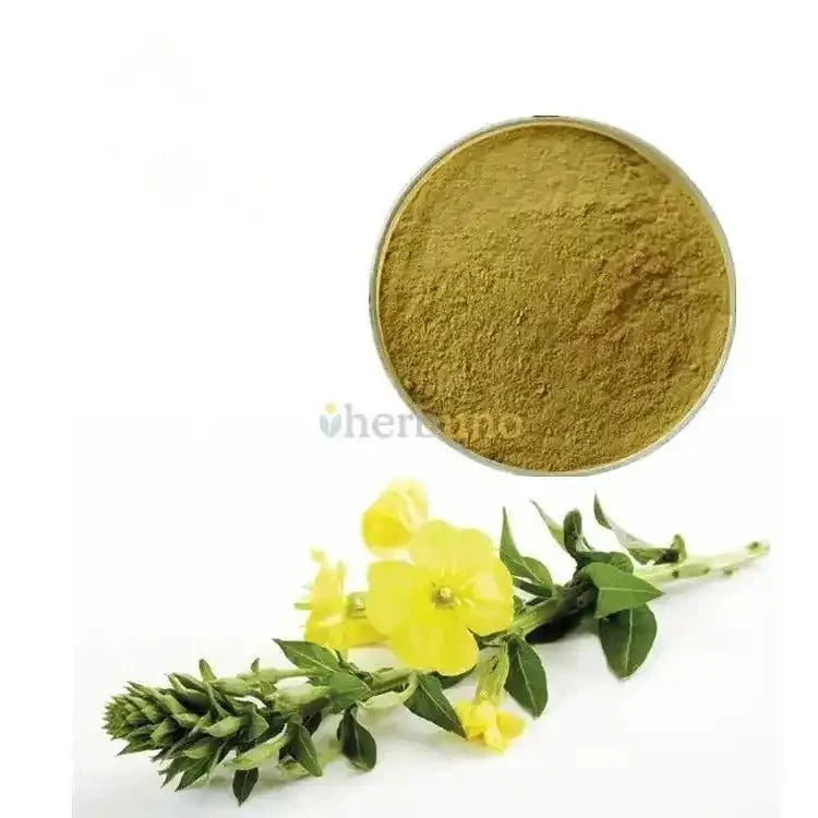 Oenothera Biennis (Evening Primrose) Extract Powder - Bulk Supplier India