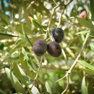 Olive Leaf Liquid Extract (Water Soluble) - Olea europaea - Bulk Supplier India