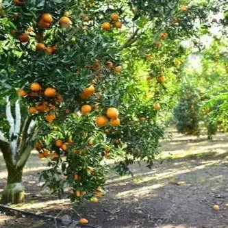 Orange Liquid Extract (Water Soluble) - Citrus sinensis | Santra Ras - Bulk Supplier India