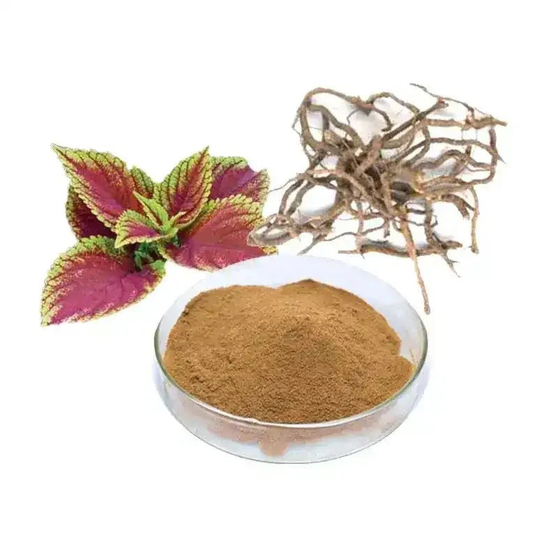 Organic Forskolin Extract Powder - Coleus forskohlii | Makandi Powder - Bulk Supplier India