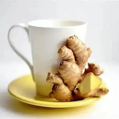Ginger Liquid Extract (Water Soluble) - Zingiber officinale  - Bulk Supplier India  - shop_name