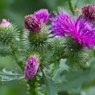 Milk Thistle Seed Liquid Extract (Water Soluble) - Silybum marianum | Dugdhapathri - Bulk Supplier India