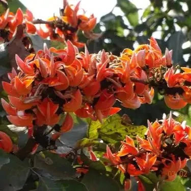 Palash Flower Extract Powder - Bulk Supplier India