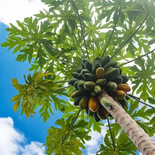 Papaya Fruit Extract Powder - Carica Papaya | Papita - Bulk Supplier India