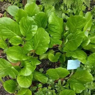 Pashanbhed Root Extract Powder - Bergenia ligulata - Bulk Supplier India