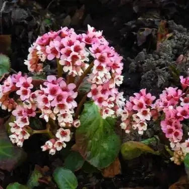 Pashanbhed Root Extract Powder - Bergenia ligulata - Bulk Supplier India