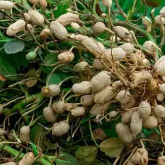 Peanut Extract Powder - Arachis hypogaea - Bulk Supplier India