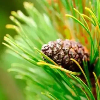 Pine Bark Extract Powder - Bulk Supplier India