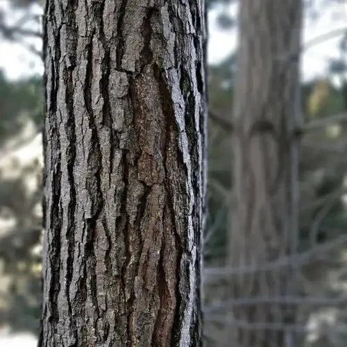 Pine Bark Extract Powder - Bulk Supplier India