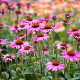 Purple Coneflower Liquid Extract (Water Soluble) - Echinacea purpurea - Bulk Supplier India