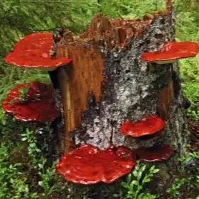 Reishi Mushroom Extract - Ganoderma lucidum - Bulk Supplier India