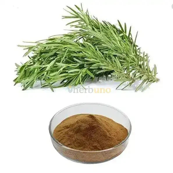 Rosemary Leaf Extract Powder - Bulk Supplier India