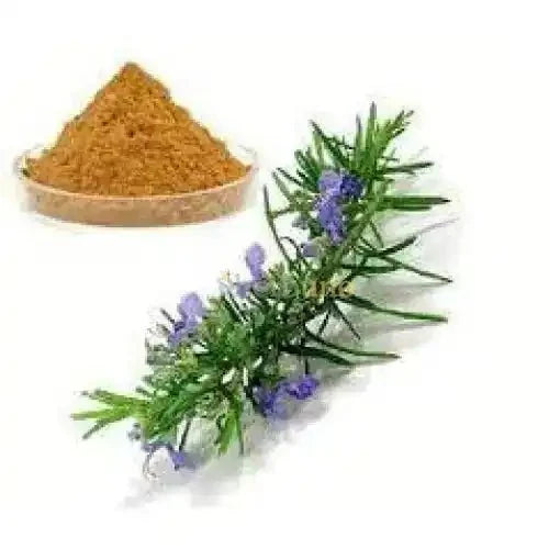 Rosemary Leaf Extract Powder - Bulk Supplier India