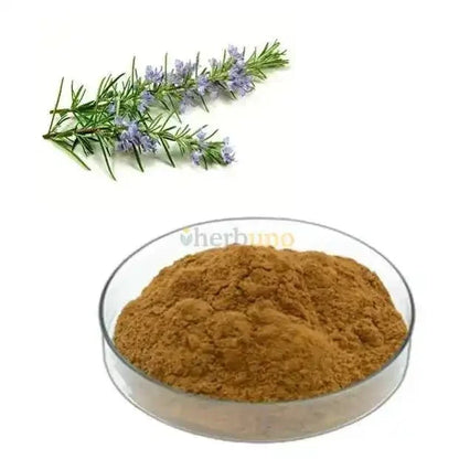 Rosemary Leaf Extract Powder - Bulk Supplier India