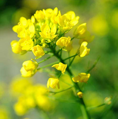 Selenium (2500 ppm) — from Mustard Seed - Bulk Supplier India
