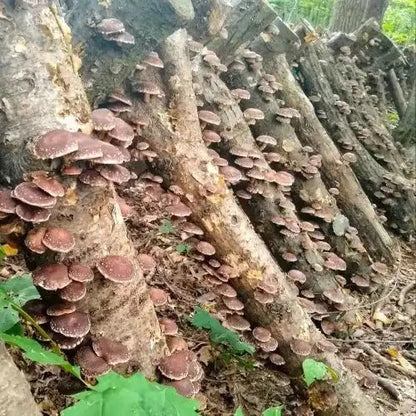 Shiitake Mushroom Extract - Lentinula edodes - Bulk Supplier India