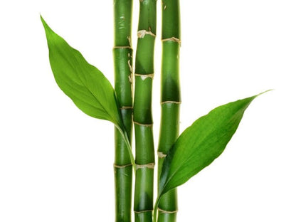 Silica (75%) — from Bamboo - Bulk Supplier India