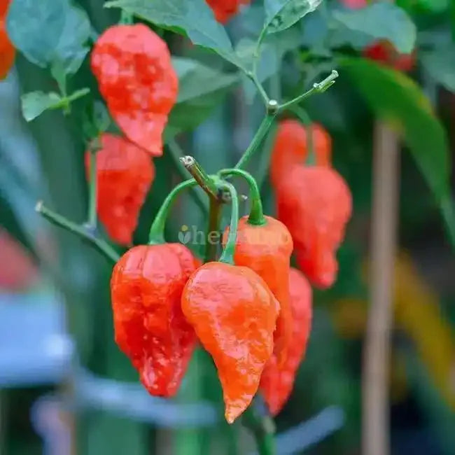 Smoked Ghost Chili Powder - Bhut Jolokia  - Bulk Supplier India  - shop_name