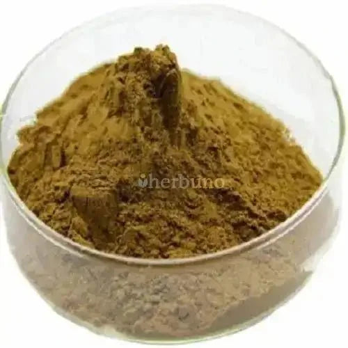 Solanum nigrum (Makoi / Black Nightshade) Extract Powder - Bulk Supplier India