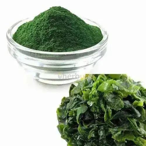 Spirulina Platensis Extract Powder - Nutrient-Rich - Bulk Supplier India