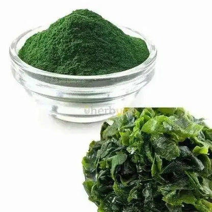 Spirulina Platensis Extract Powder - Nutrient-Rich - Bulk Supplier India