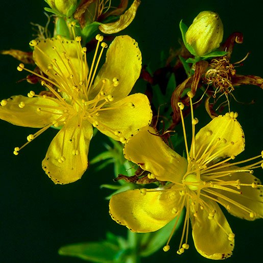 St John's wort Extract Powder - Hypericum perforatum - Bulk Supplier India