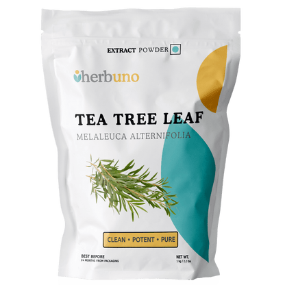 Tea Tree Extract Powder - Melaleuca alternifolia - Bulk Supplier India