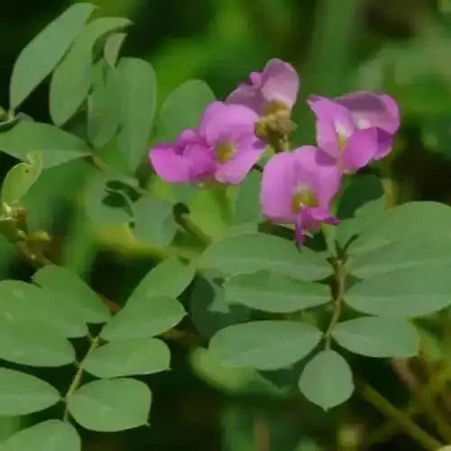 Tephrosia Purpurea Extract (Sarponkha) - Bulk Supplier India
